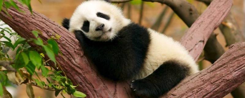 大熊猫睡觉的姿势 大熊猫睡觉的姿势作文