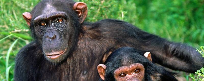 猿猴的特点 猿猴的特点是生性