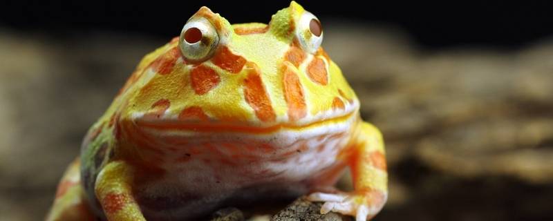 角蛙的特点 角蛙种类介绍