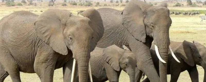 大象的耳朵耷拉着有什么作用（大象的耳朵为什么耷拉着呢?有什么作用）
