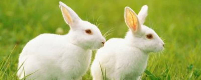 兔子的特点 兔子的特点和外貌描写