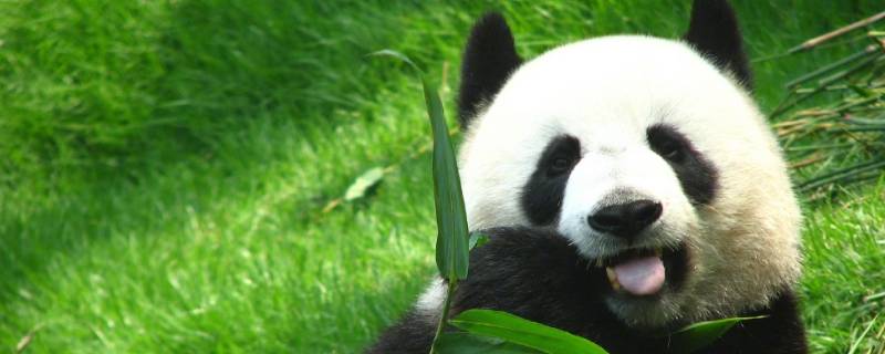熊猫是怎么吃竹子的 熊猫是怎么吃竹子的作文300字