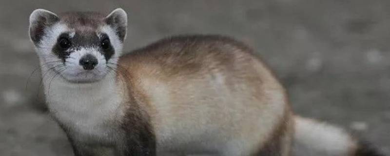 黑足雪貂的特点 黑足雪貂灭绝的原因