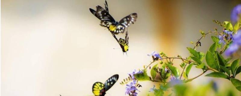 蝴蝶为什么会飞 蝴蝶为什么会飞到人身上