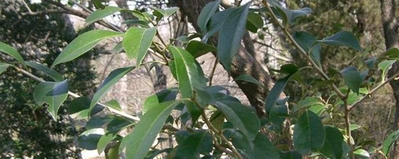 做乌米饭的树叶是什么树（做乌糯米饭的树叶是什么树）