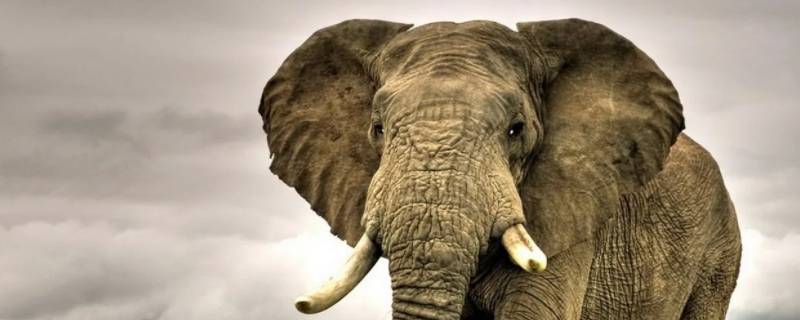 大象为什么往身上撒土 大象往背上撒土