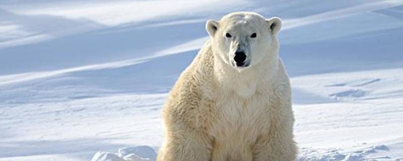 北极熊是什么颜色的 北极熊是什么颜色的北极熊是什么颜色的北京