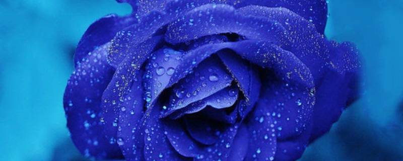 淡蓝色玫瑰花叫什么（淡蓝色玫瑰花叫什么名字）