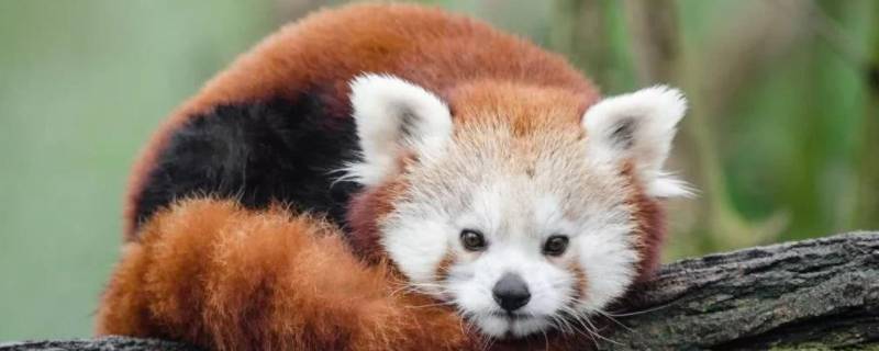 浣熊的特点（浣熊的特点爱干净）