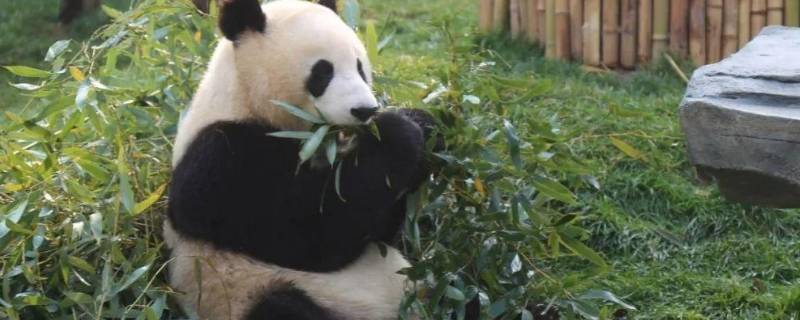 熊猫怎样吃竹子（熊猫怎样吃竹子的特点句子）
