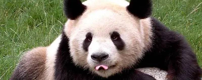 熊猫分布 熊猫分布在哪些地区