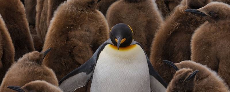 王企鹅的特点 王企鹅的特点与真实视频