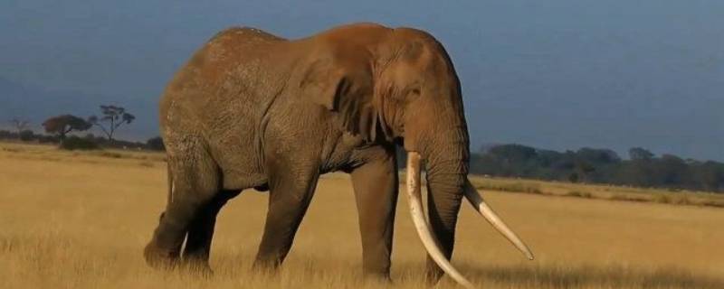 大象对人类有什么帮助 大象对人类的帮助有哪些
