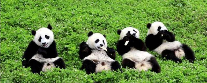 保护熊猫的方法和措施 保护熊猫的方法和措施英文