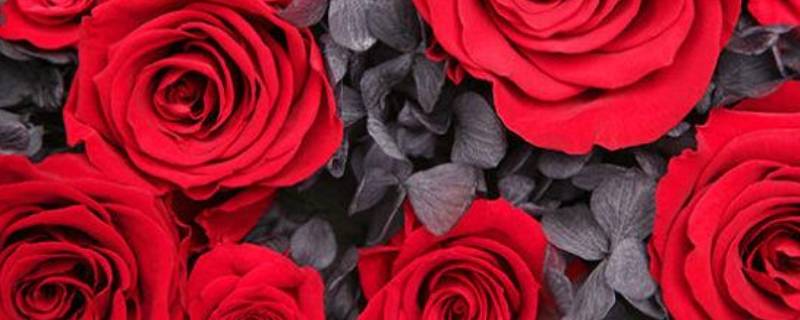 玫瑰花数量的寓意和花语（玫瑰花的数量含义和代表花语）