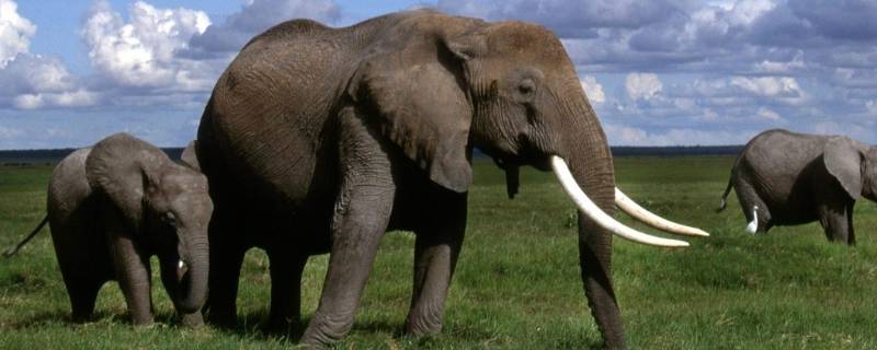 大象公母怎么区别 大象公和母的区别