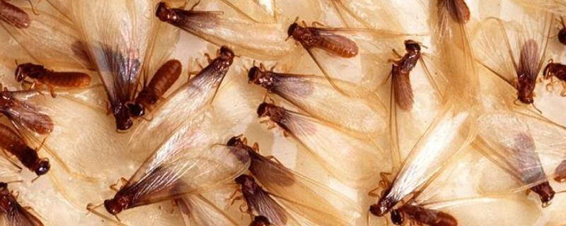 白蚁为什么会出现在家里 为什么会有白蚁在家里