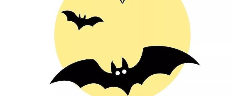 蝙蝠耳朵有什么用（蝙蝠耳朵有什么用处）