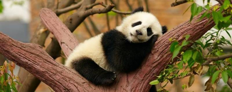 大熊猫怎么睡觉 大熊猫睡觉
