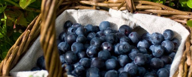 蓝莓怎么存放保鲜多久 蓝莓如何长时间保存