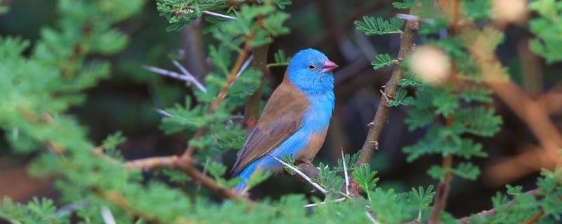 蓝顶蓝饰雀的特点 蓝孔雀的观赏性特征
