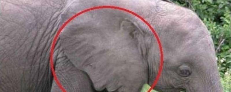 大象耳朵耷拉的作用是什么（大象的耳朵为什么耷拉着呢?有什么作用）