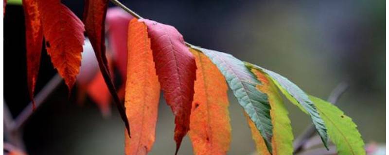 树叶为什么会变色 酒精泡树叶为什么会变色