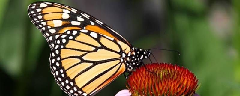 黑脉金斑蝶的特点 黑脉金斑蝶和帝王蝶的区别