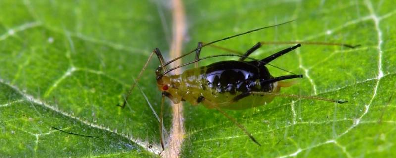 蚜虫是什么样子的 蚜虫是什么样子的图片