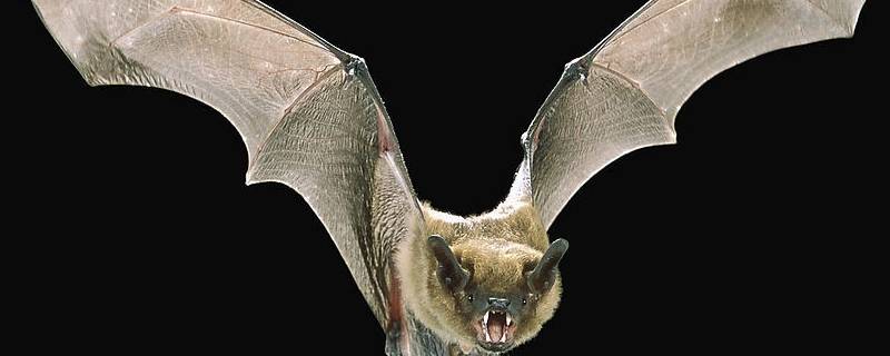 蝙蝠会不会咬人（蝙蝠会不会咬人有没有毒?）