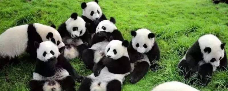 国宝大熊猫的习性