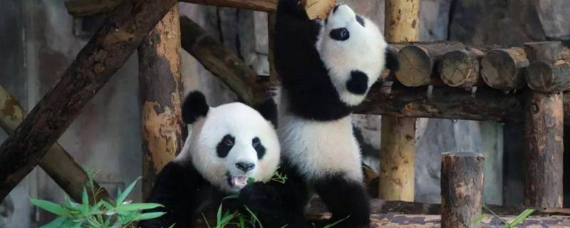 大熊猫吃什么竹子品种（大熊猫喜欢吃什么竹子）