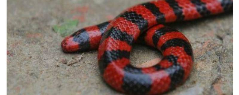 热带雨林有什么蛇类 热带雨林蛇的种类