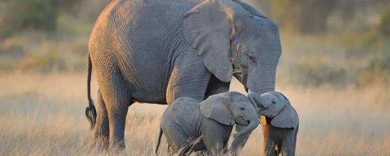 大象站着睡觉还是躺着睡觉 大象是站着睡觉还是坐着睡觉