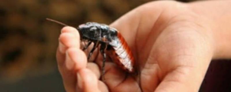 蟑螂爬过的地方有细菌吗 家里蟑螂爬过的地方会有毒么