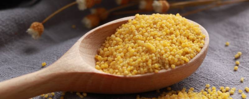 黄米是什么米 东北大黄米是什么米