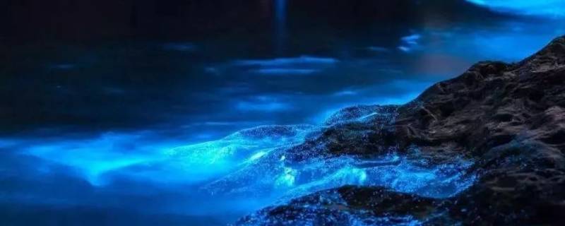 荧光海是怎么形成的 蓝色的荧光海是怎么形成的