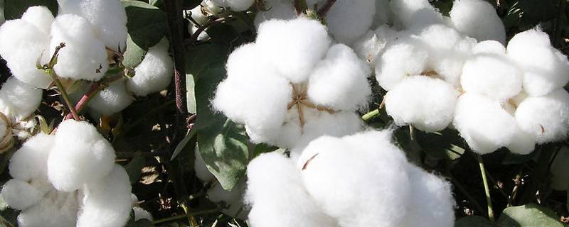 新疆棉花的用途有哪些 新疆棉的主要用途