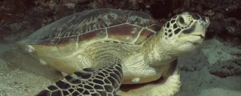 太平洋丽龟的特点 太平洋丽龟图片