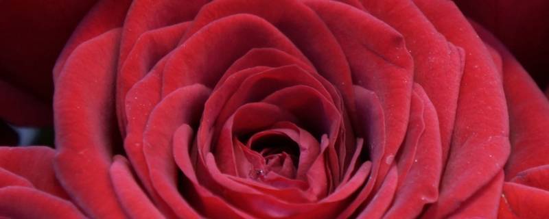 22朵红玫瑰花语是什么（22朵玫瑰花花语是什么）