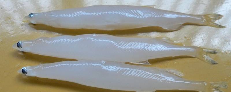 大银鱼的特点 大银鱼的营养价值