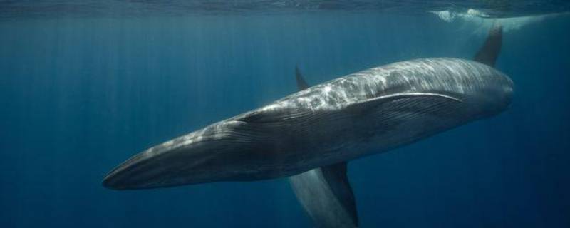 露脊鲸的特点 露脊鲸有几种