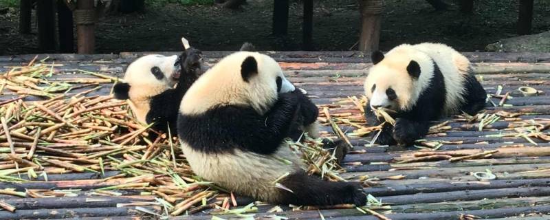 大熊猫如何吃竹子 大熊猫如何吃竹子作文