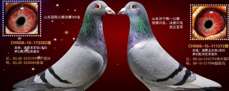 速霸龙鸽系特点（速霸龙鸽系介绍）