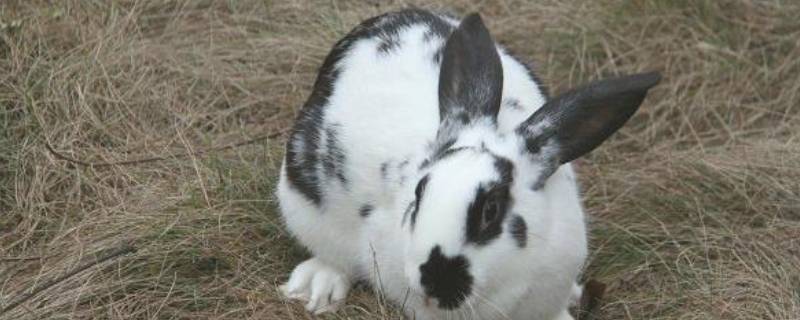 兔的特点 描写小白兔的特点