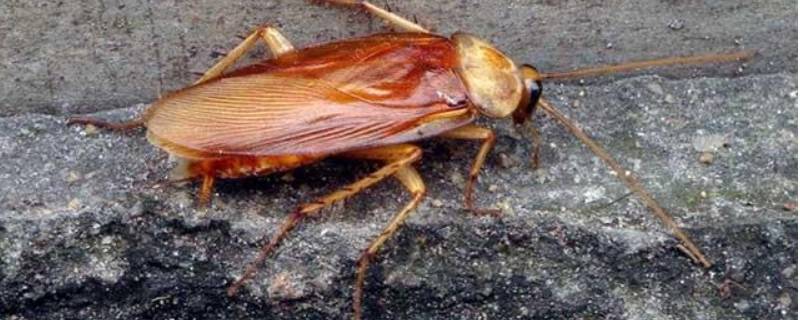 蟑螂的克星是什么东西 蟑螂的天敌是什么东西