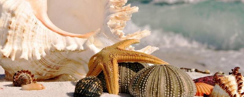 海螺品种 湛江海螺品种