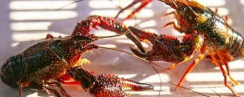 龙虾规格怎么划分（龙虾大小规格怎么看）