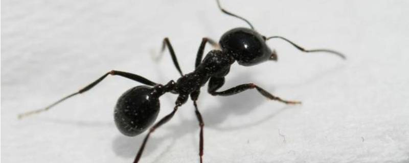蚂蚁有什么用 绿色地狱蚂蚁有什么用