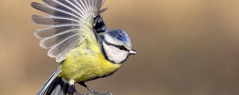 6条保护鸟类的标语 保护鸟类的的标语
